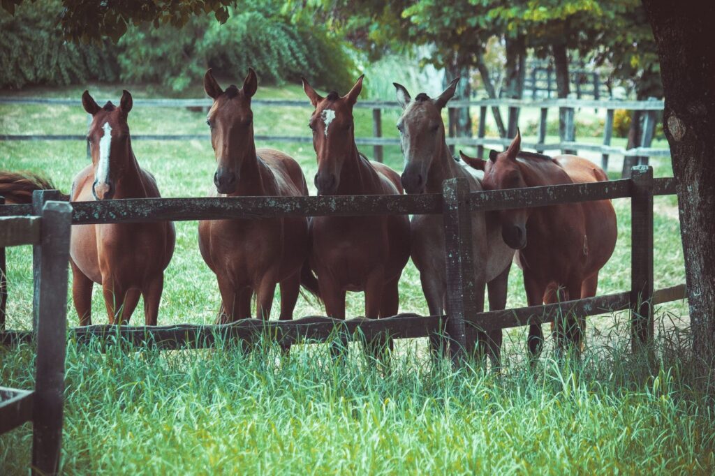 horse