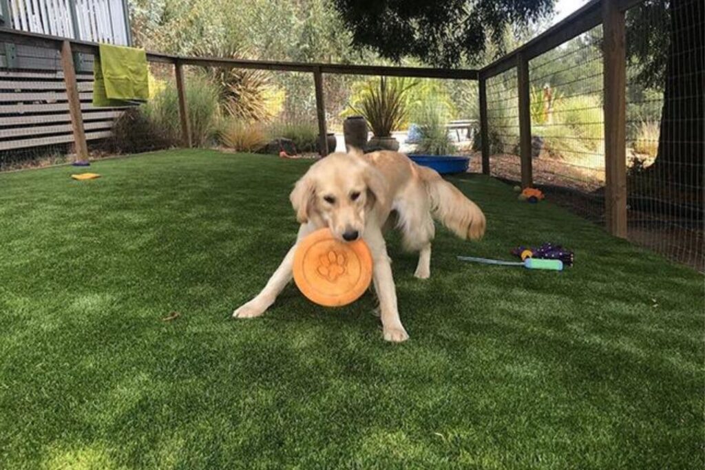 Pet