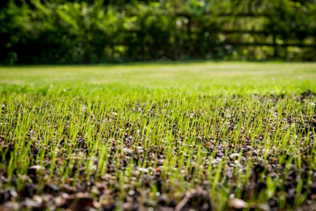 grass seed